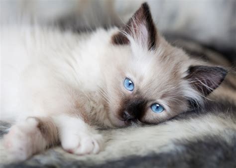 Of a breeding program with strict selection eventually produced Ragdoll standard properties ...