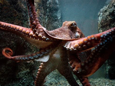 Giant Pacific Octopus