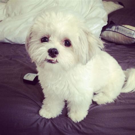 Grooming Your Maltese Shih tzu Puppies: Best Practices and Tips - Dog ...