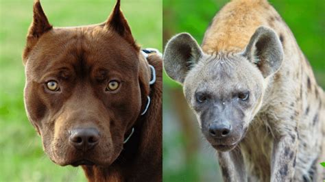 Hyena vs Pitbull - Who Will Win? #1 Best Facts