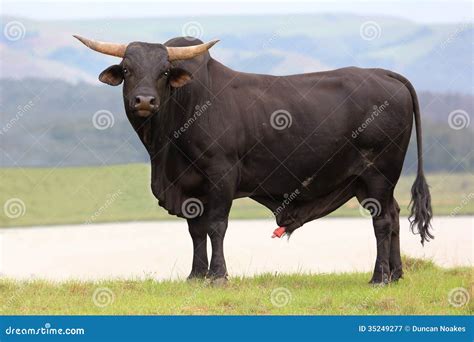 Brangus Cattle Bull Stock Photography | CartoonDealer.com #35249264