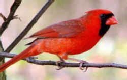 Illinois State Bird: Northern Cardinal