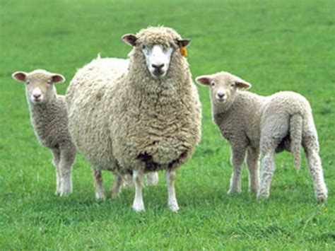 Top 15 Sheep Breeds for Wool - PetHelpful