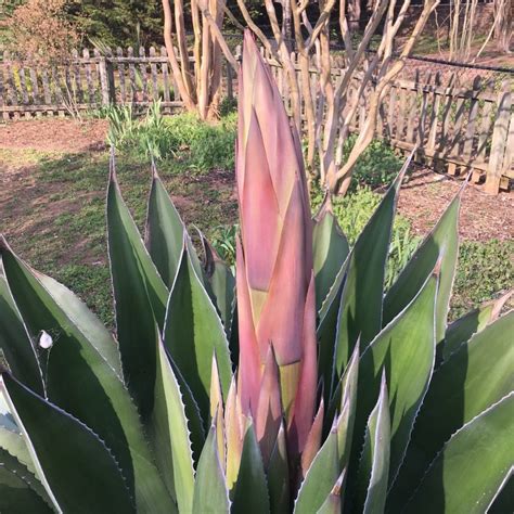 Agave Flower Stalk | Best Flower Site