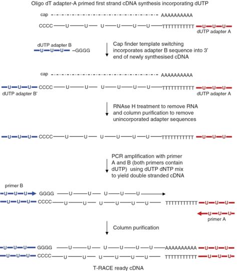 Diagrammatic representation of double-stranded template (T-RACE cDNA)... | Download Scientific ...