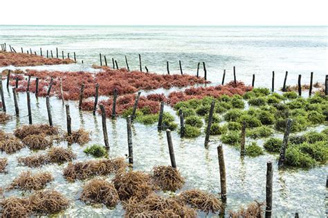 Seaweed Farming - Seaweed Cultivation: Potential, Significance - UPSC Notes » LotusArise