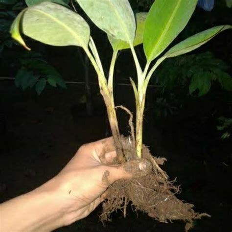 Jual Bbit pohon pisang kepok | Shopee Indonesia