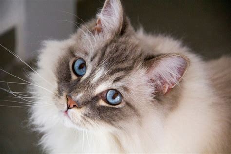 Ragdoll Cat Personality: 12 Characteristics That Make Them Even Cuter I ...