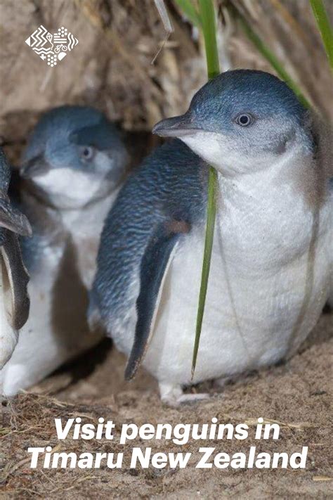 See adorable little blue penguins for free in timaru new zealand – Artofit