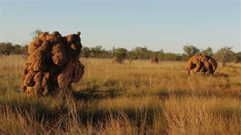 Impressive Giant Termite Hills in Stock Footage Video (100% Royalty-free) 33834712 | Shutterstock