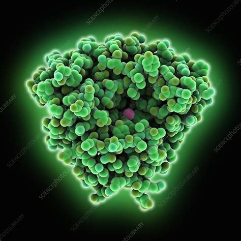 Phenylalanine hydroxylase molecule - Stock Image - C025/1779 - Science Photo Library