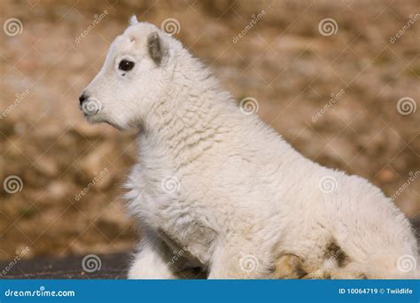 Cute Baby Mountain Goat Royalty Free Stock Images - Image: 10064719