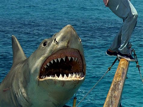 In defence of Jaws: The Revenge