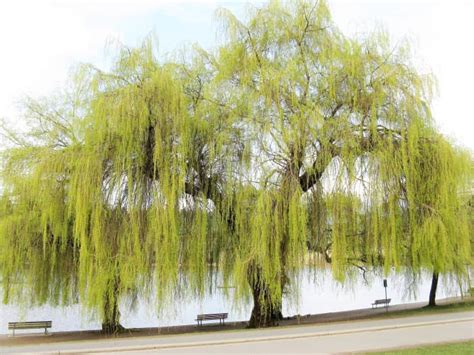 What Are Two Types of Trees, in Addition to Willows, That Are Memebers ...