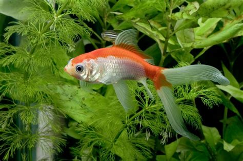 Comet Goldfish: Discover Everything About This Elegant Fish - Badman's Tropical Fish