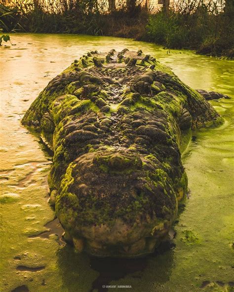 Huge crocodile in Australia : r/natureismetal