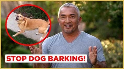 How to Stop Dog Barking! (Cesar911 Shorts) – HousePetsCare.com