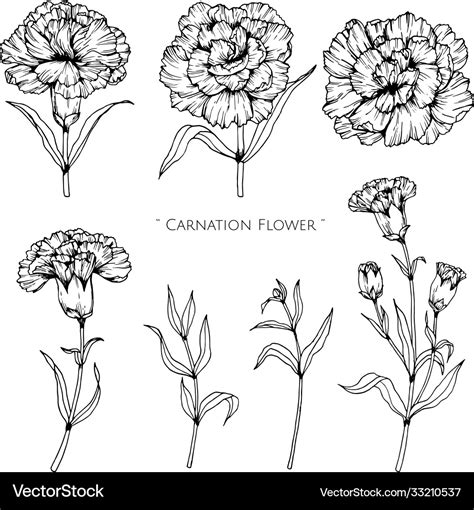 Share 80+ carnation tattoo drawing - in.coedo.com.vn