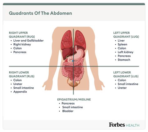 Lower Abdominal Pain: Symptoms, Causes And Treatment – Forbes Health