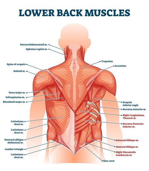 Lower Back Muscle Anatomy and Low Back Pain (2022)