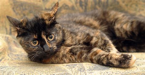 Tortoiseshell Cat: Over 30 Fascinating Facts About Tortie Cats