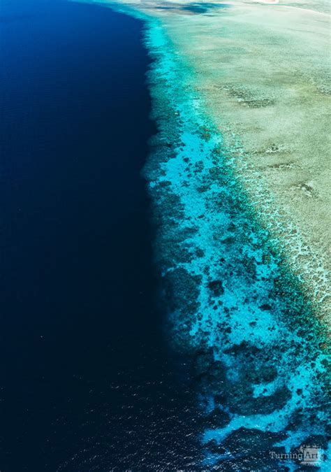 Aerial View of Coral Reef by Tommy Schultz - TurningArt