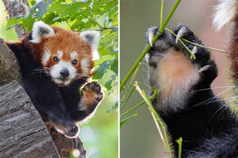 15 Fantastic Facts About Red Pandas | Red Panda Network