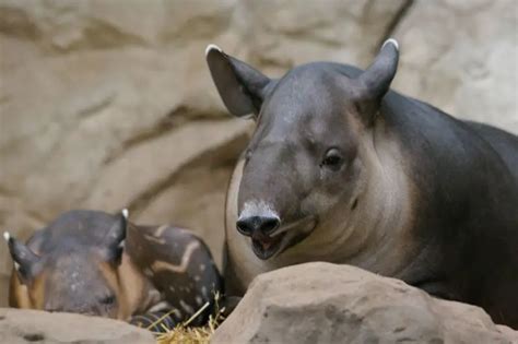 Baird's Tapir - Facts, Diet, Habitat & Pictures on Animalia.bio