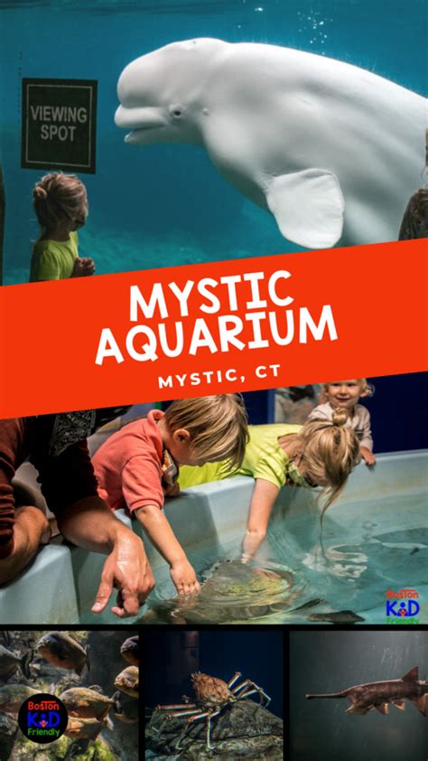 Visiting the Mystic Aquarium? What you need to know before you go.