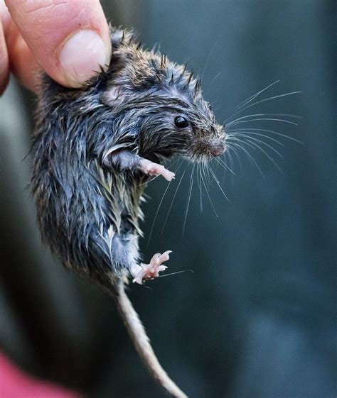 Mice and Voles | Naturally