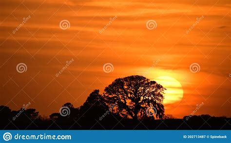 Orange Sunset Sunrise with Tree Silhouette Stock Image - Image of sunrise, reflection: 202713487