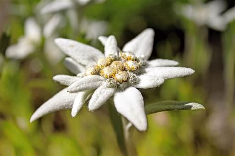 Edelweiss Flowers: An In-Depth Look at Their Meaning, Symbolism, and Cultural Significance ...