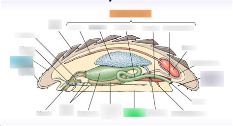 Chiton Anatomy Diagram | Quizlet