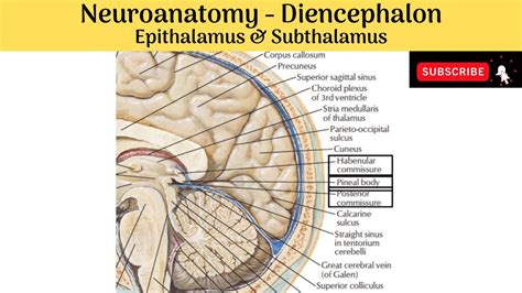 Epithalamus & Subthalamus | Components | Pineal Gland | Structures | Functions | - YouTube