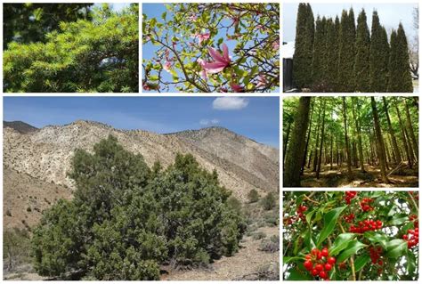 6 Evergreen Trees for USDA Zone 5 Gardens & Landscapes