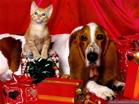 Cat And Dog Christmas Wallpapers - Wallpaper Cave