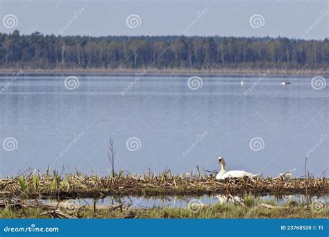 Mute Swan nesting stock photo. Image of animals, spring - 23768520