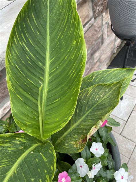 How to Identify and Treat Common Canna Lily Diseases