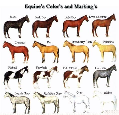 Coat Color Genetics in Horses: February 2011