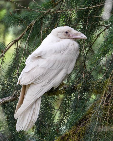 Pin by Sergey Kobzev on birds | Rare albino animals, Albino animals ...