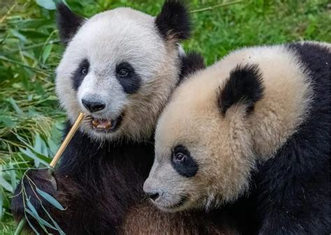 Giant Panda Behavior - AnimalBehaviorCorner