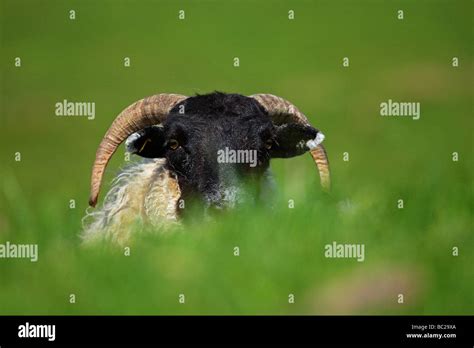 Domestic sheep Ovis aries Stock Photo - Alamy