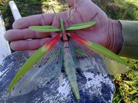 Goliath Stick Insect l Breathtaking - Our Breathing Planet