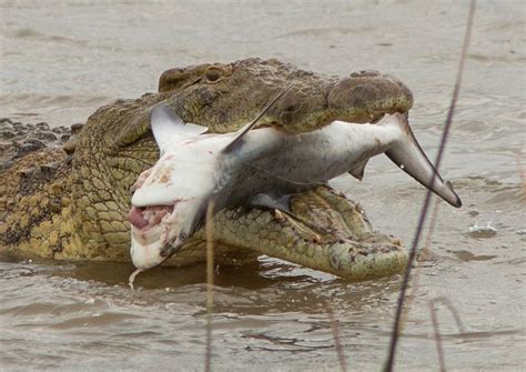 Photographer Captures Moment Massive Crocodile Swallows Shark In One Bite - Dimplify