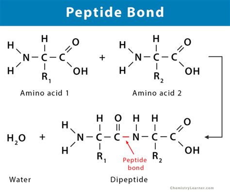 Peptide Bond: Definition, Structure, Mechanism, and Examples