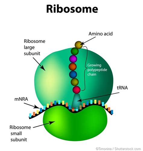 Ribosomes Diagram - ClipArt Best