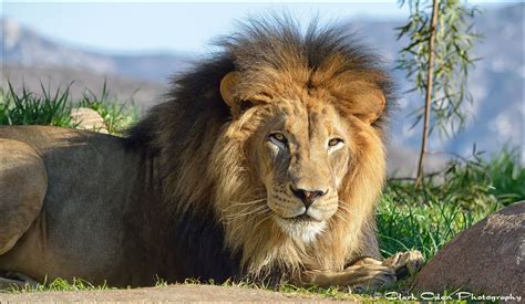 ~ King Izu - 'Lion Camp' San Diego Zoo Safari Park. Clark Oden Photography | Curiosidades ...