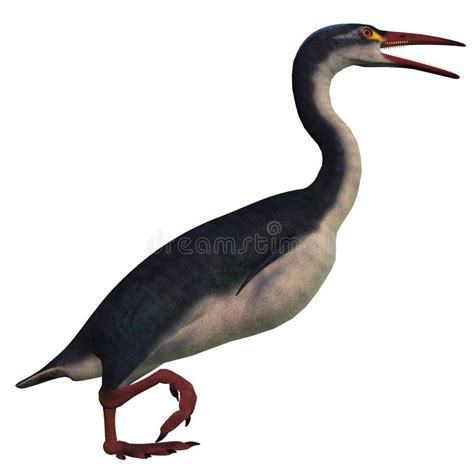 Hesperornis Bird on White stock illustration. Illustration of ...