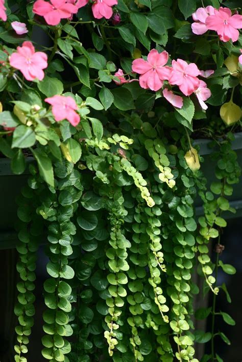 Shade Loving Plants That Bloom All Summer - Live Dan 330 | Shade plants, Plants, Summer window