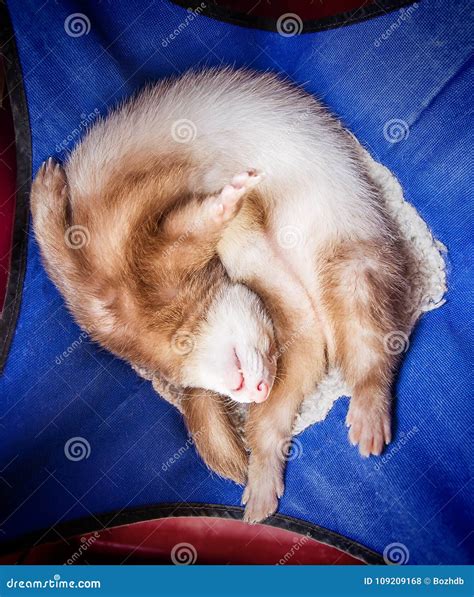 Cute sleeping ferret stock photo. Image of nature, resting - 109209168